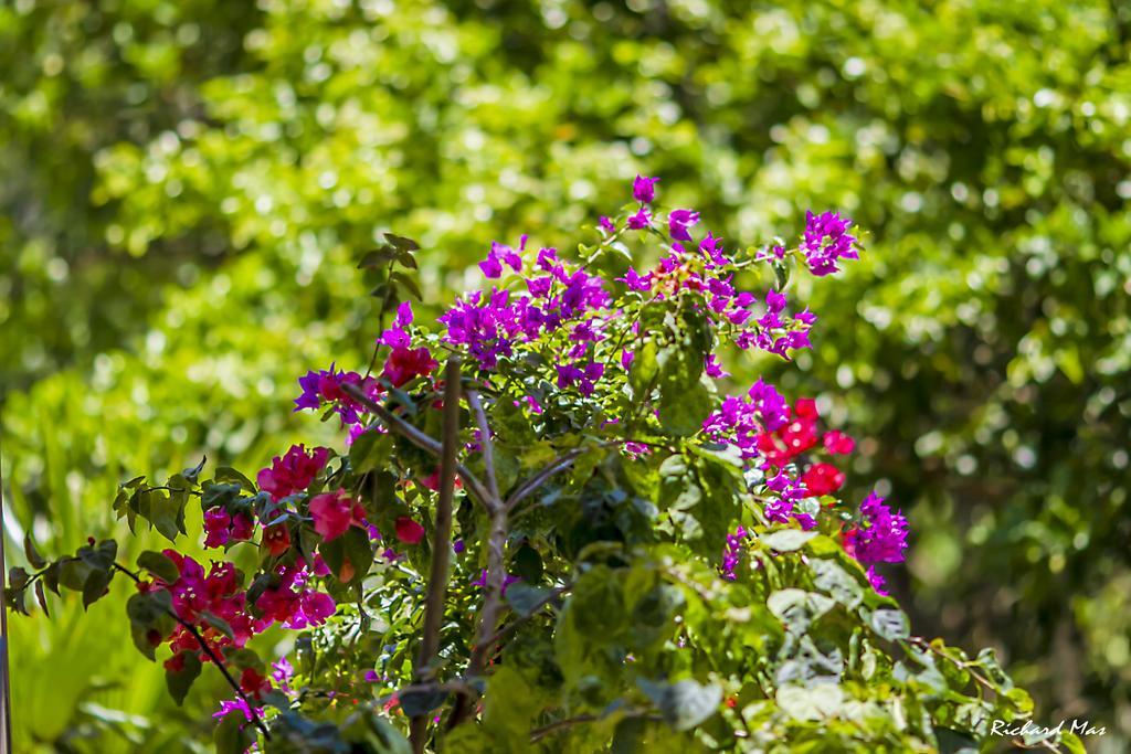 Jardim Secreto Villa Morro de São Paulo Exteriör bild